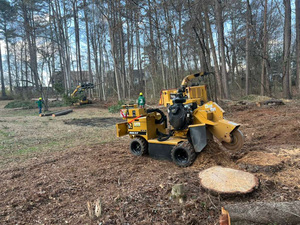 Stump grinder chewing through a tree stump, leaving a bed of wood chips