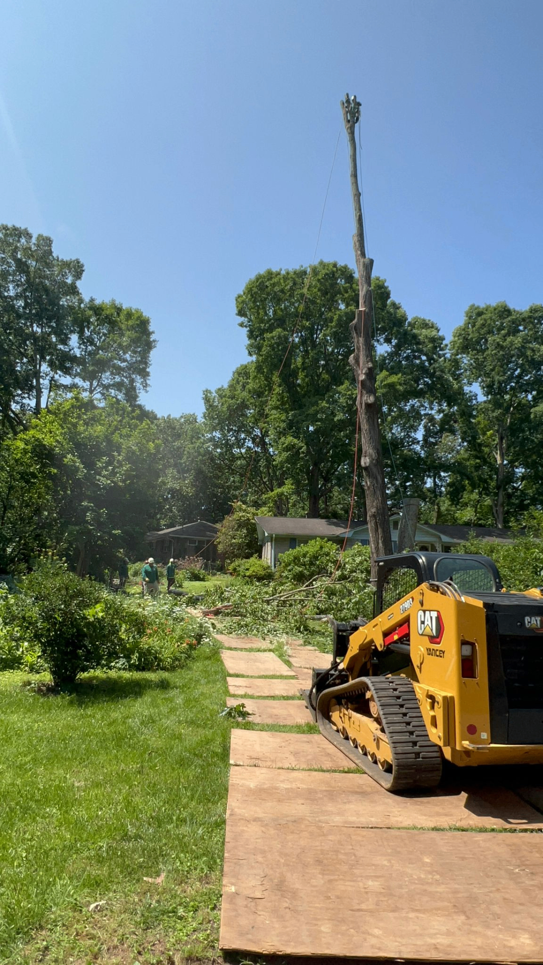 Campo Tree Service crew taking down a tall tree with rigging lines and a CAT skid steer in a Canton, GA backyard